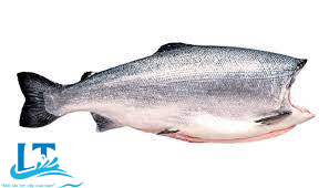  frozen salmon
