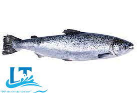 whole salmon
