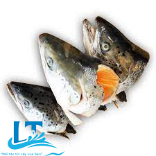  salmon head